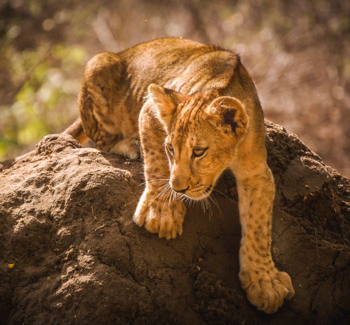 3 Days Tanzania Safari