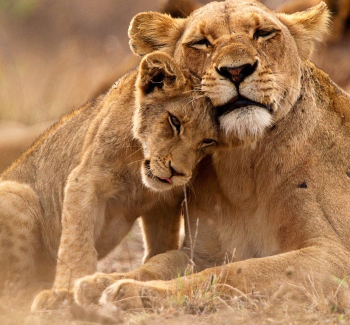 4 Days Tanzania Wildlife Safari
