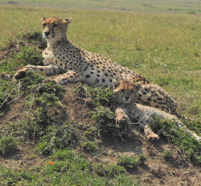 5 Days Tanzania Safari