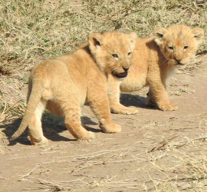 7 Days Essence of Tanzania Safari