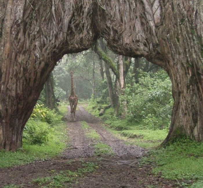 Arusha National Park