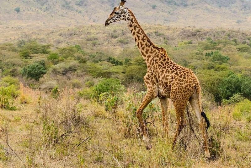 Arusha National Park- Tanzania Safaris