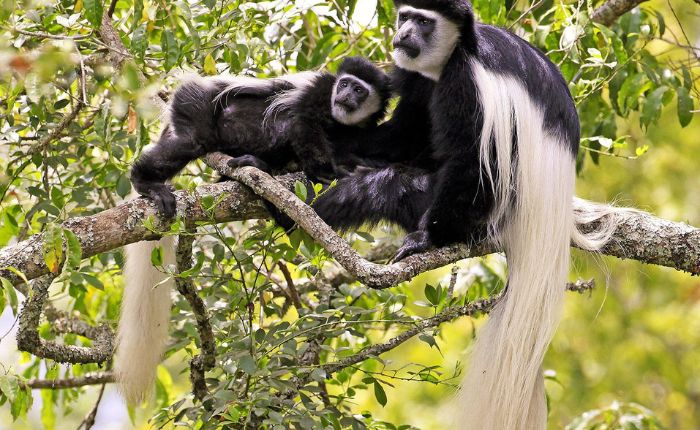 Arusha National Park- Tanzania Safaris