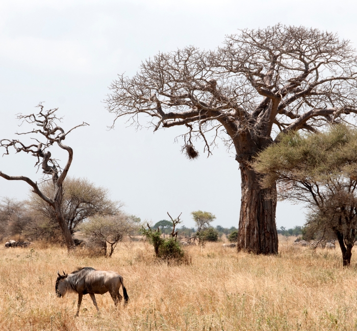Tarangire Day Trip