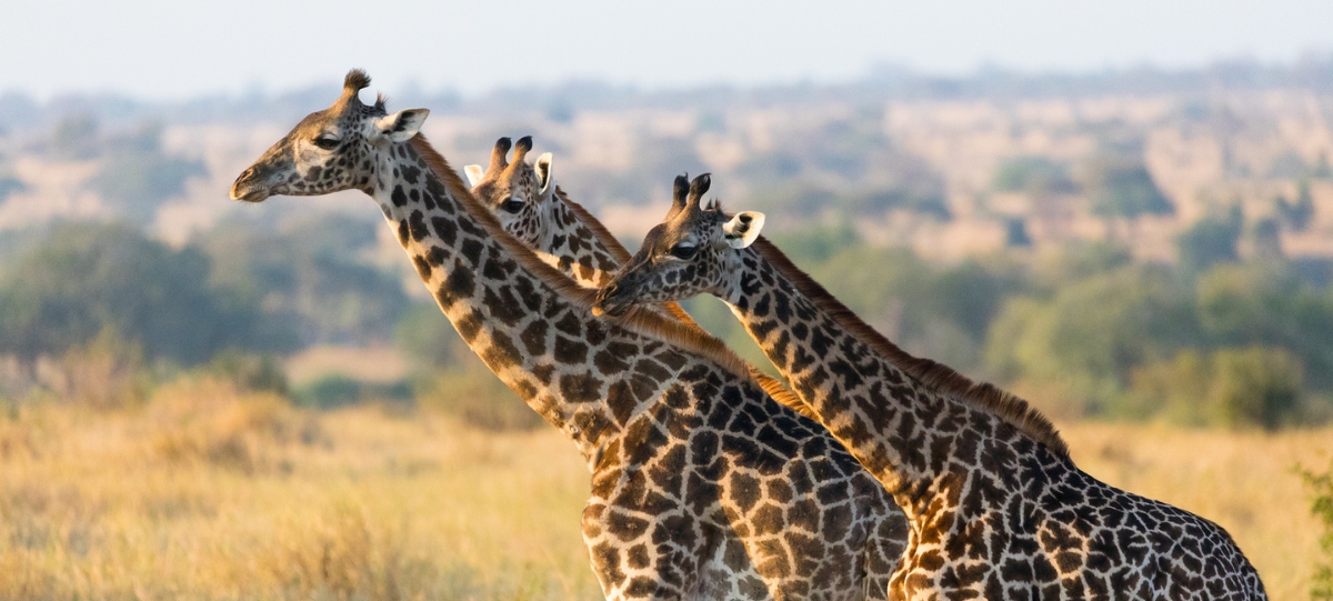 Tanzania camping safari