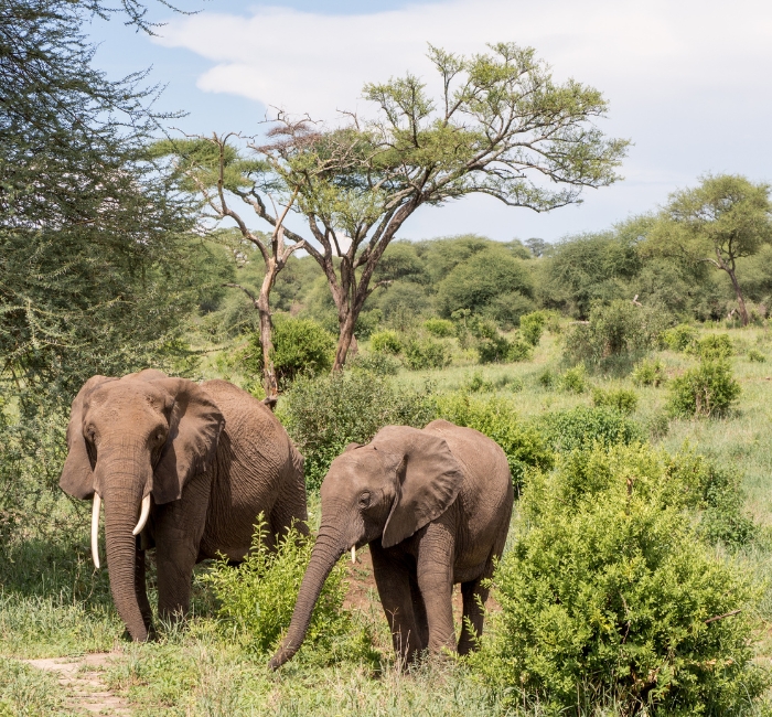 Tanzania camping safari