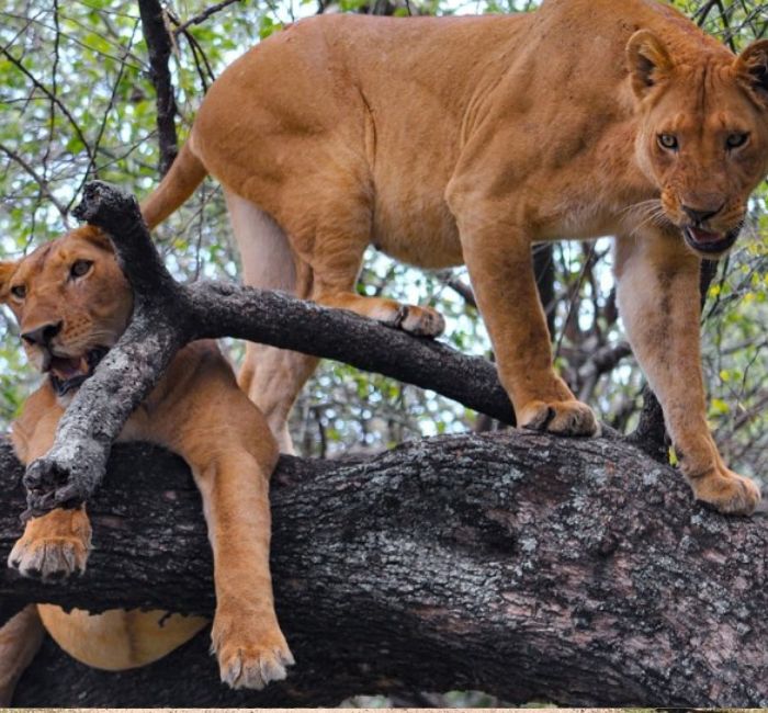 Lake Manyara National Park