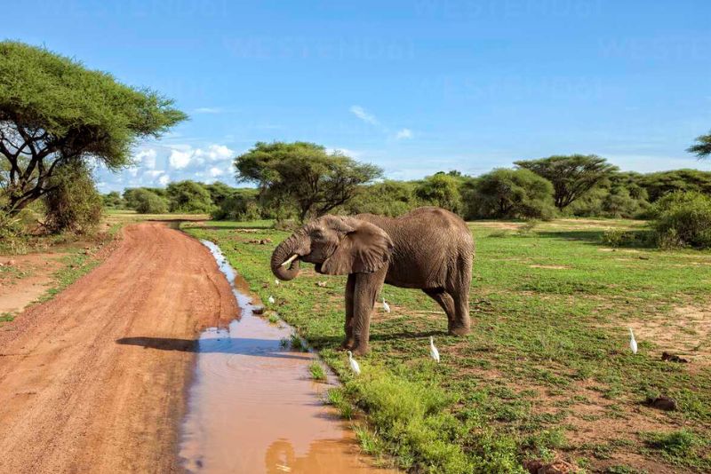 Lake Manyara National Park Safari