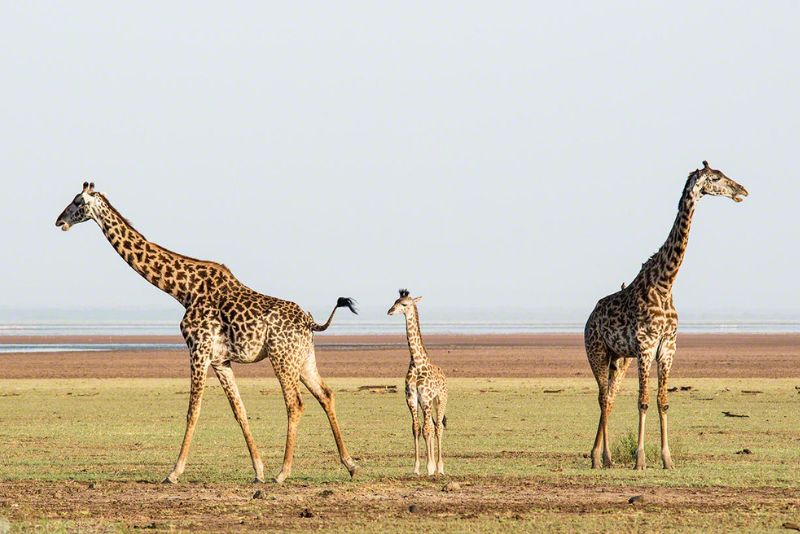 Lake Manyara National Park Safari