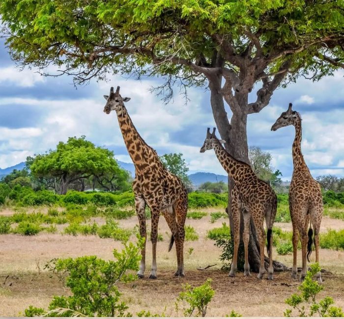 Mikumi National Park