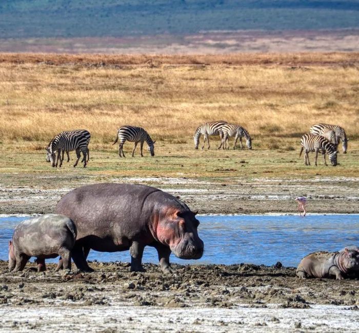 Ngorongoro Crater