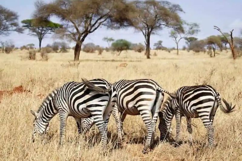 Tarangire Day Trips