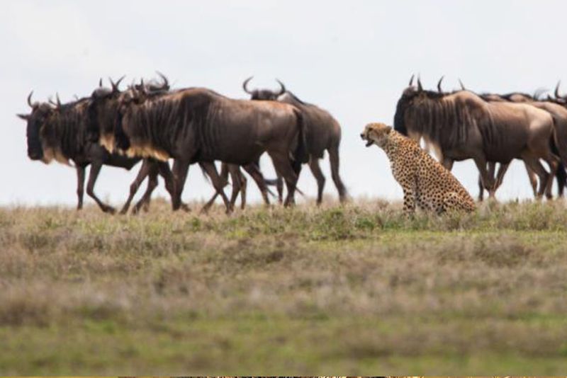 3 Days Tanzania Safari