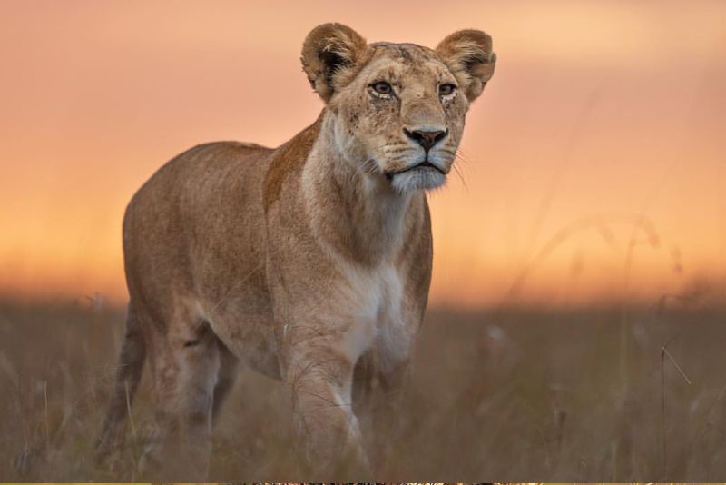 4 Days Tanzania Wildlife Safari