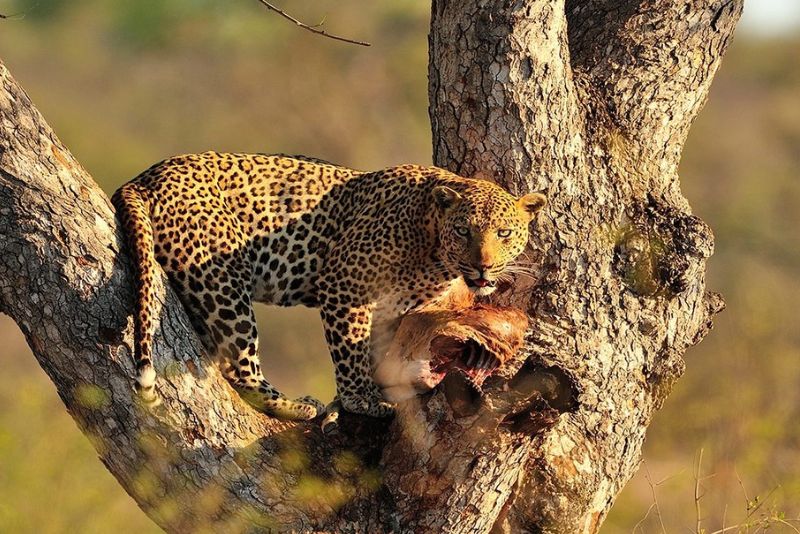 5 Days Tanzania Safari