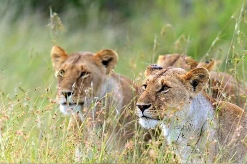 7 Days Essence of Tanzania Safari