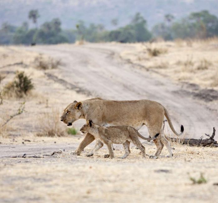 Ruaha National Park