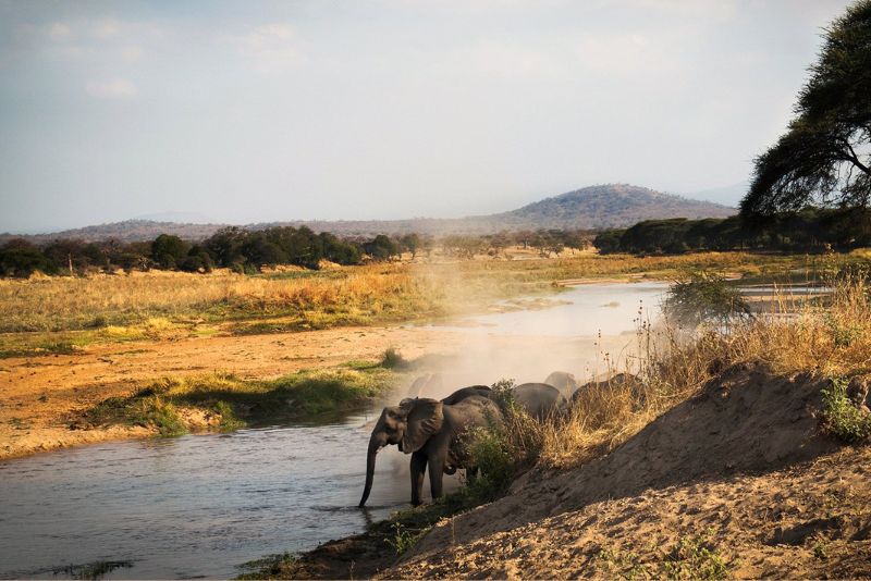 Ruaha National Park