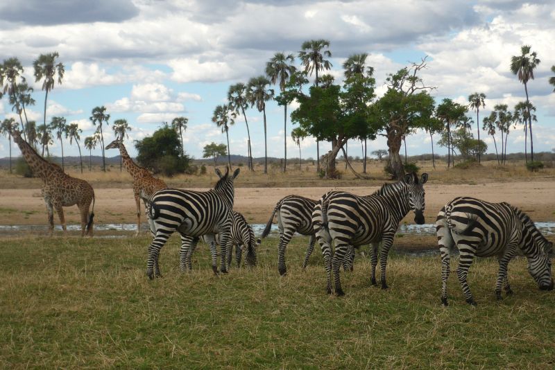 Ruaha National Park