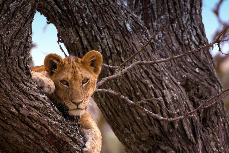 Serengeti National Park Safari
