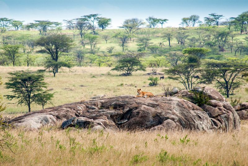 Serengeti National Park Safari