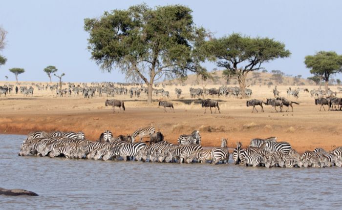 Serengeti National Park Safari