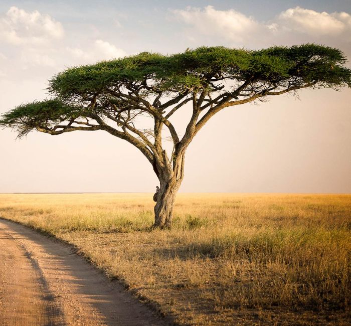 Tanzania Safari FAQs