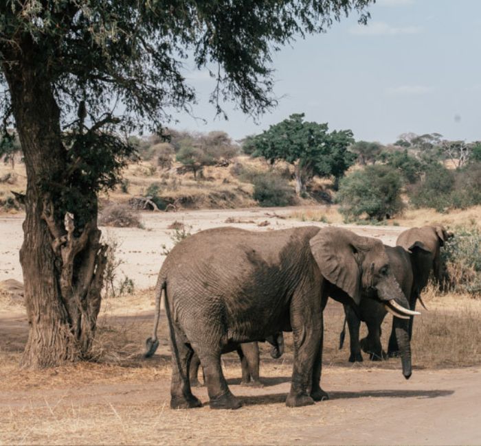 Tarangire Day Trips