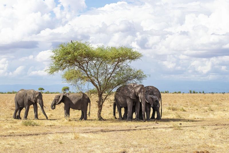 Tarangire National Park Safaris