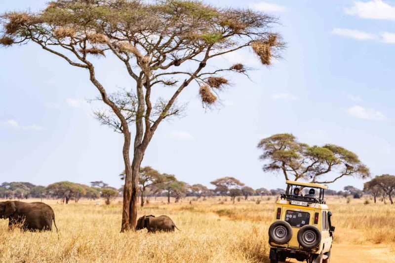 Tarangire National Park Safaris